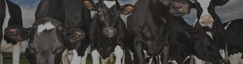 Cattle
